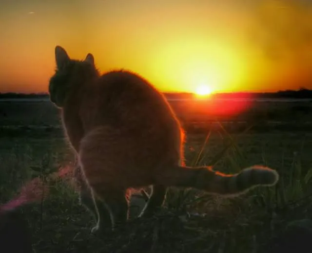 cat pooping and sunset 