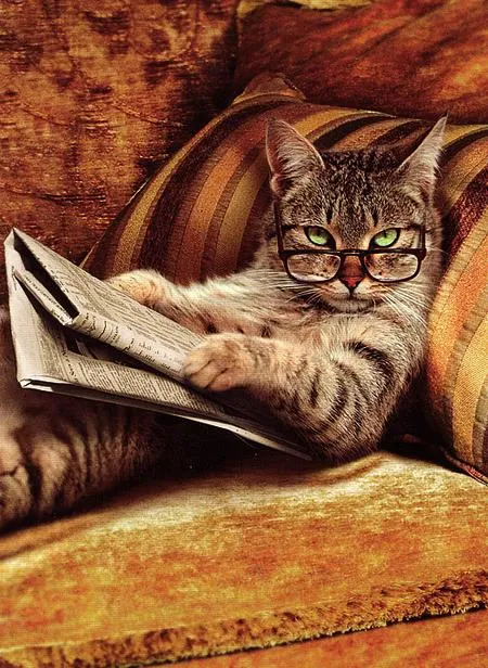 cat reading 