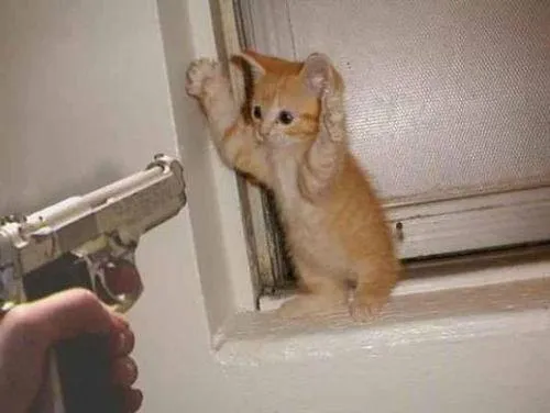 cat robbery 