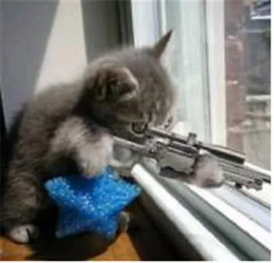 cats with guns 
