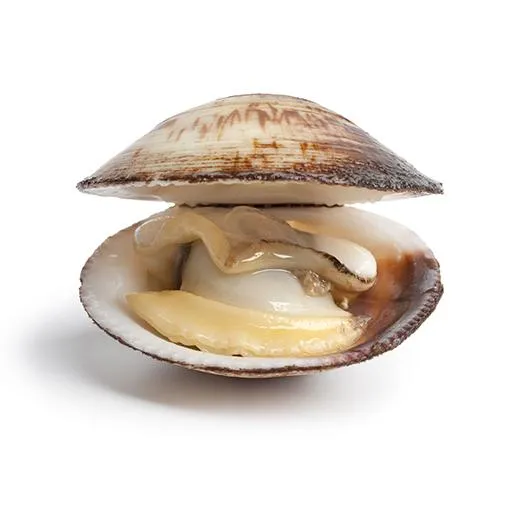 clam 