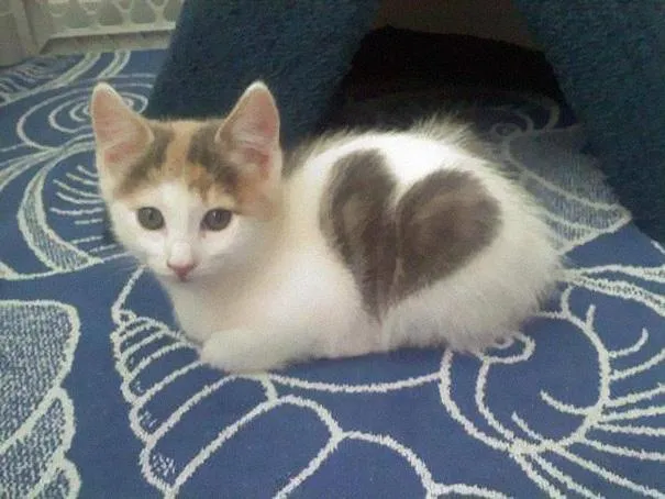cute cat heart 