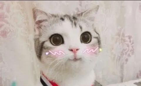 cute cat uwu 