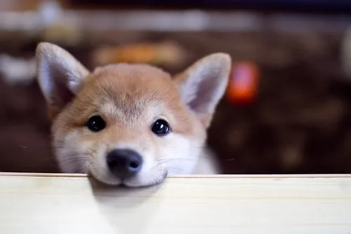 cute dog 