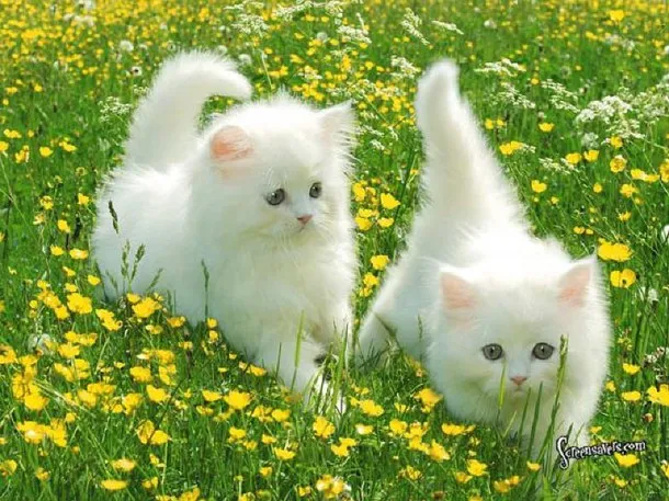 cute kitties 
