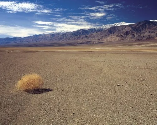 desert tumbleweed 