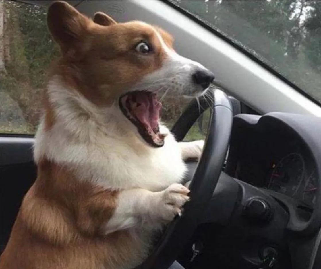 dog driving 