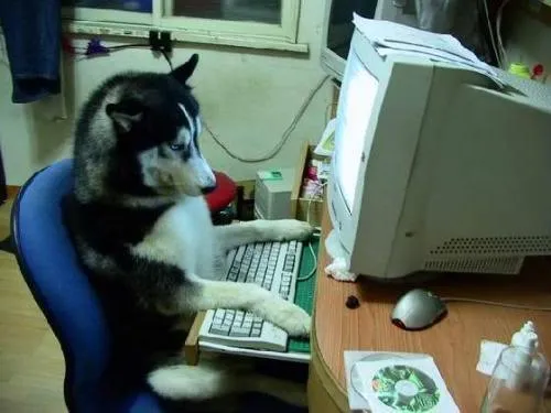 dog on computer 