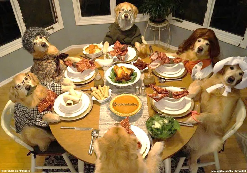 dog thanksgiving 