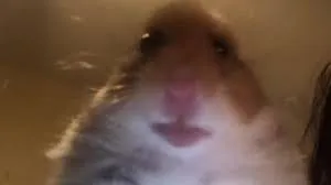 facetime hamster 