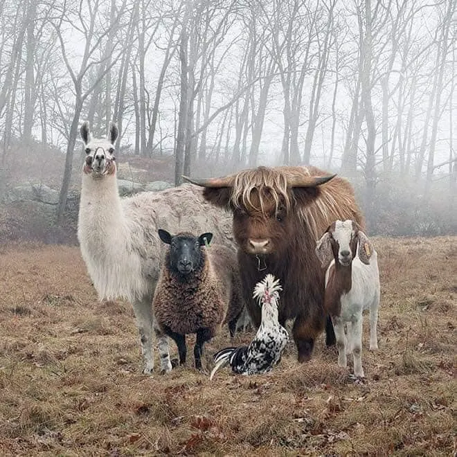 farm animal stare 