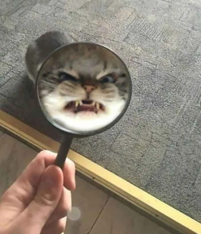 fight me or die! (by madelynmuston) 