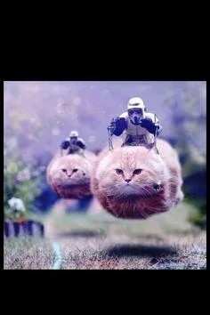 flying cat stormtrooper 
