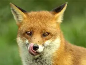 fox 