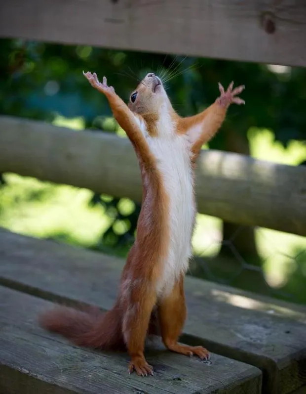 friday_squirrel 