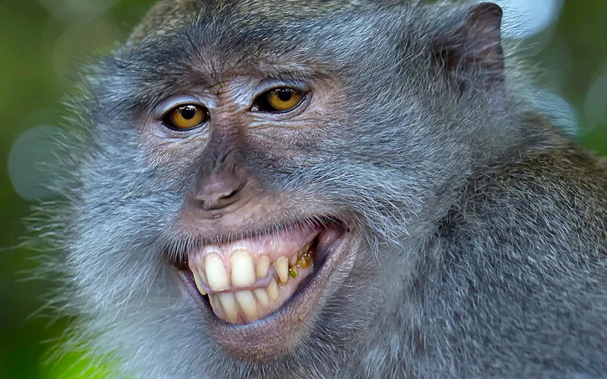 funny animals 