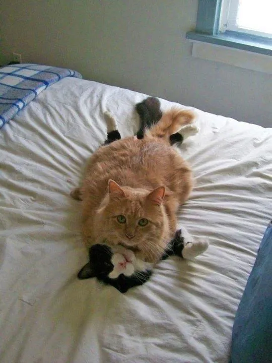 funny cats 