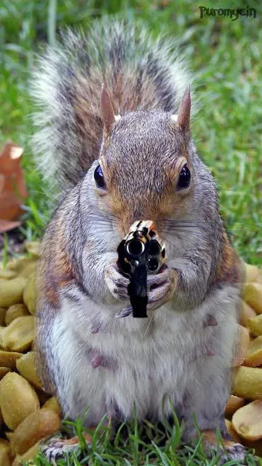 funny squirrels with guns (5) 