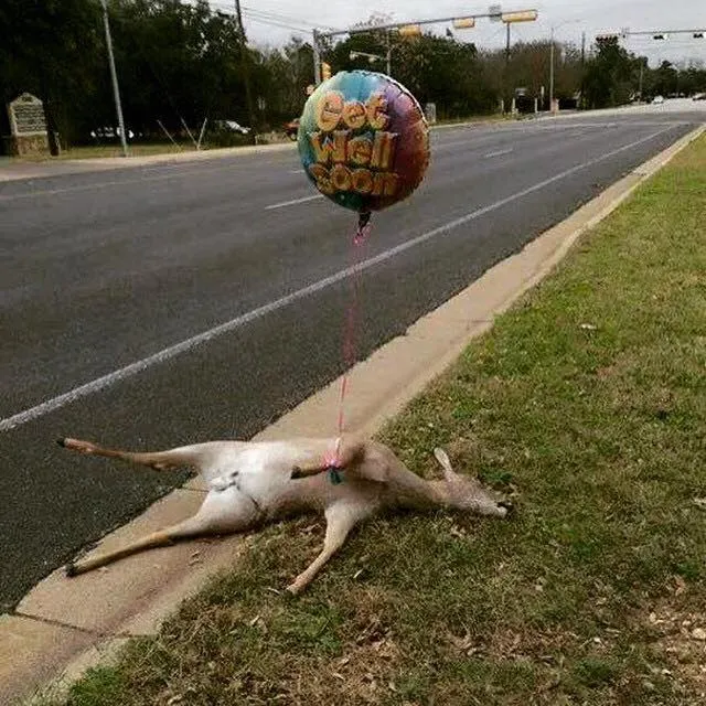 get well deer 