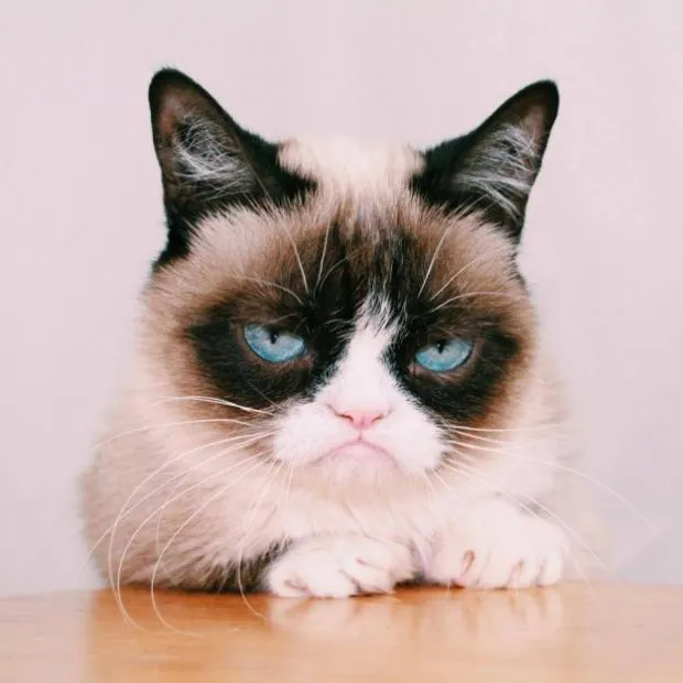 grumpy cat again 