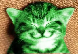 happy RayCat 