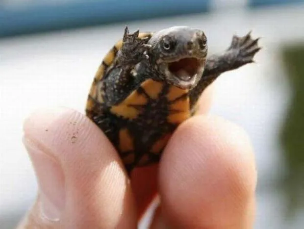 happy baby turtle 