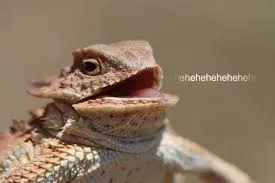heheheheh dragon 