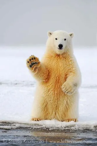 hello polar bear 
