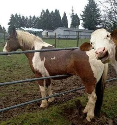 holy cow photo bomb 