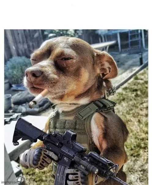 how my dog sees himself when the doorbell rings 