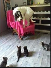 kittens surrounding dog 