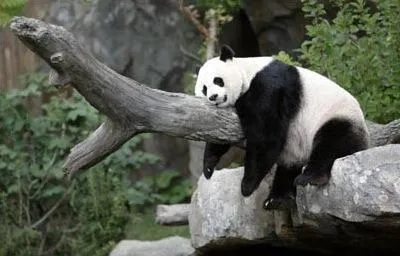 lazy panda 