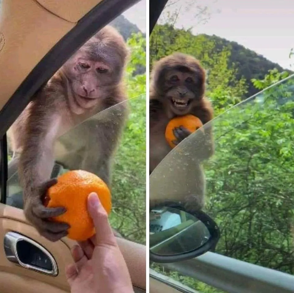 monkey getting an orange 