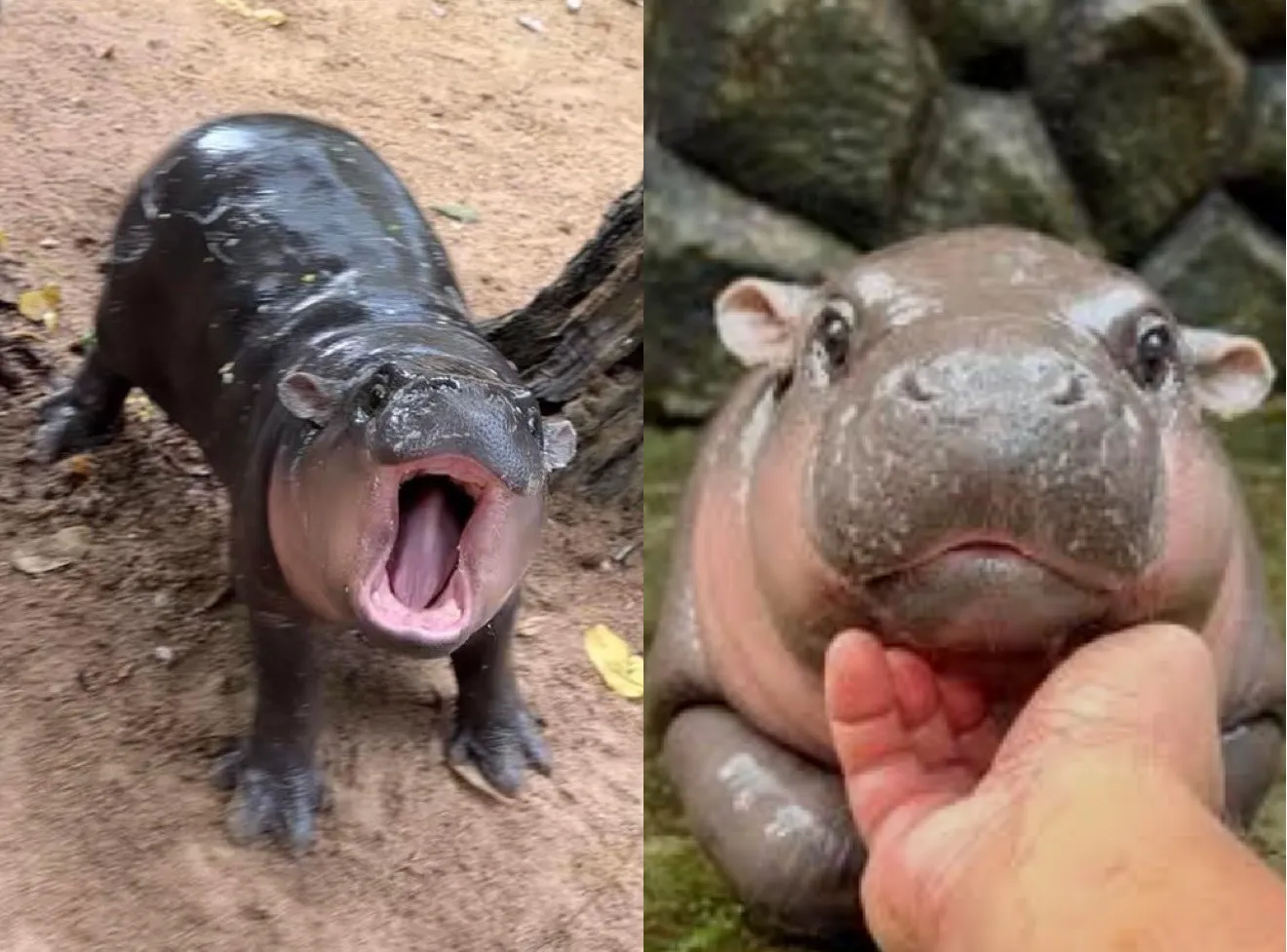 moo deng rawr and kalm