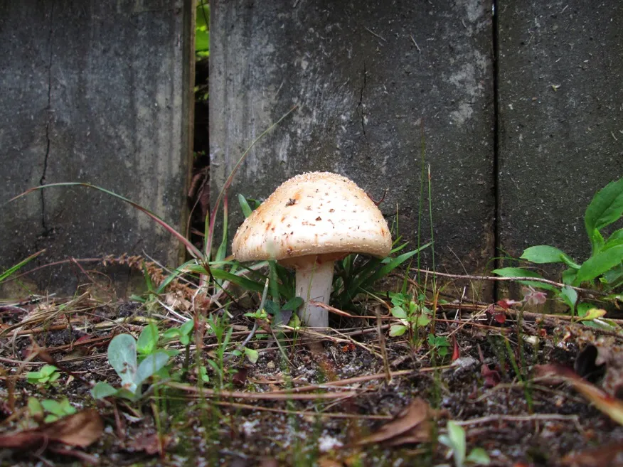 mushroom 