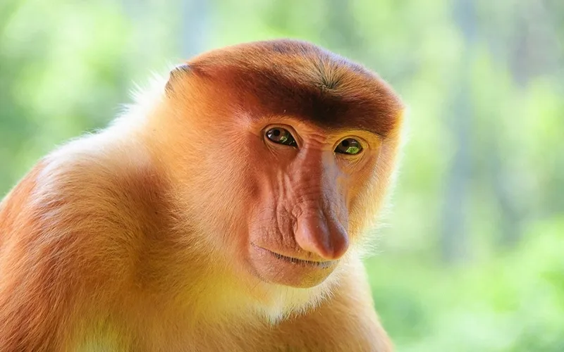 nosacz monkey 