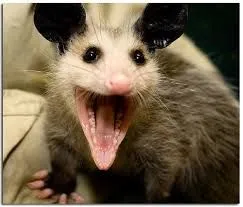 opossum 