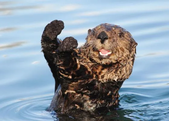 otter celebration 