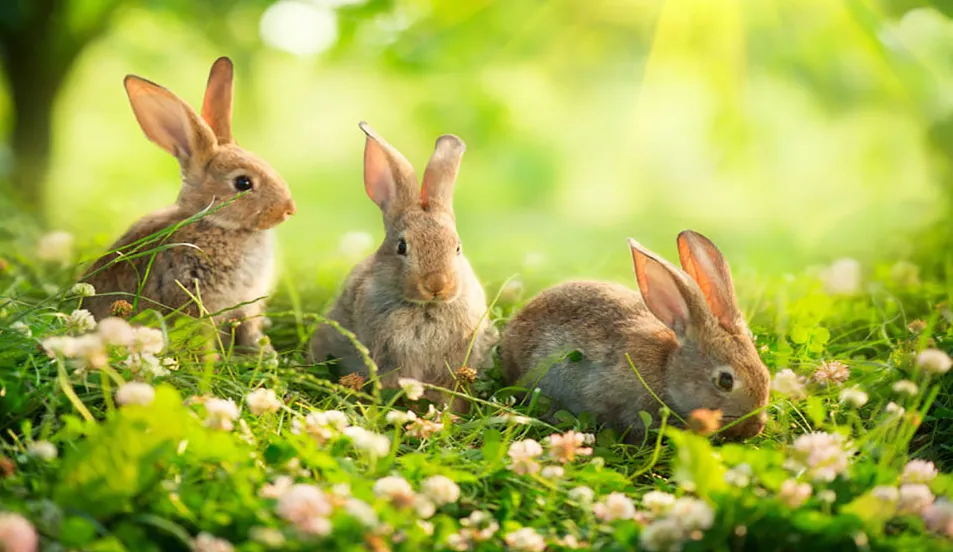 rabbits 