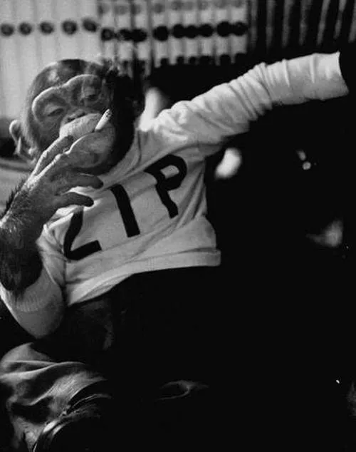 smoking monkey 