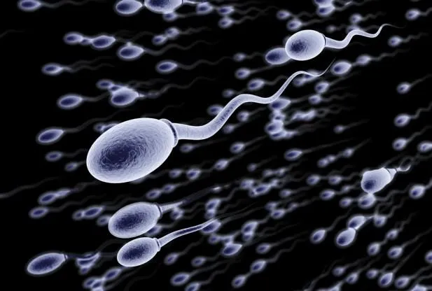 sperm swimming 
