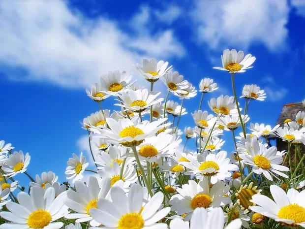 spring daisy flowers 