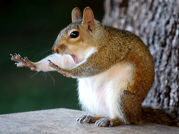 stop squirrel 