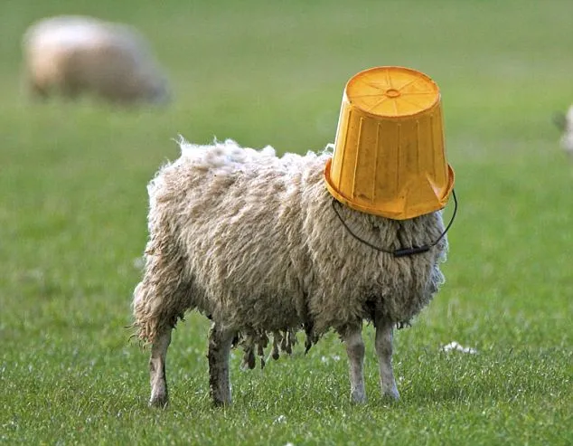 stupid sheep 