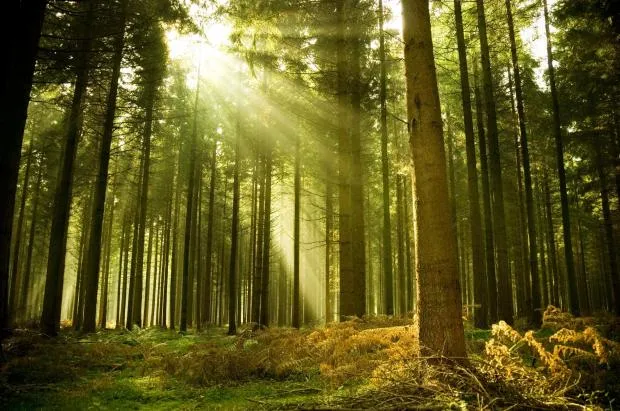 sunlit forest 