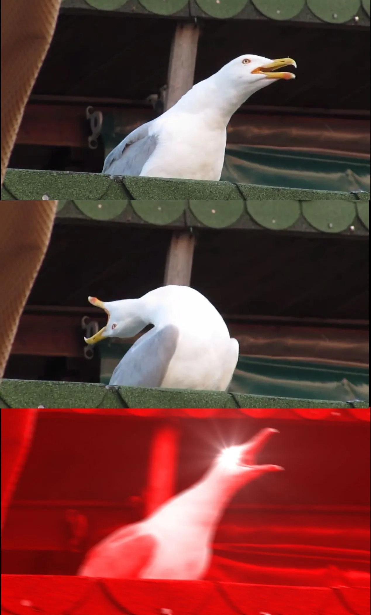 three part seagull scream 