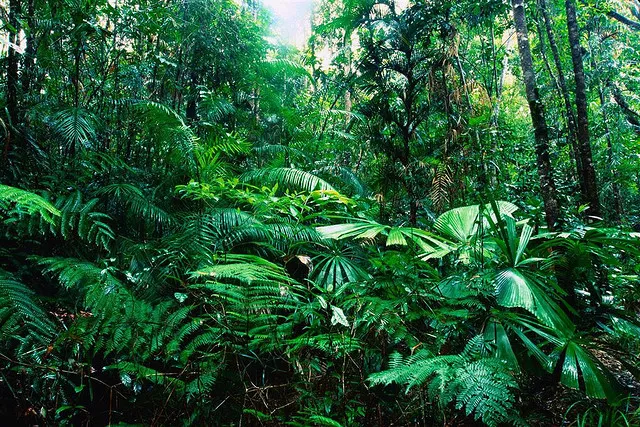tropical_ rainforest 
