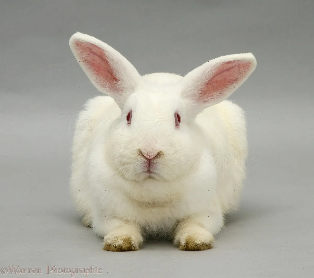 white rabbit 