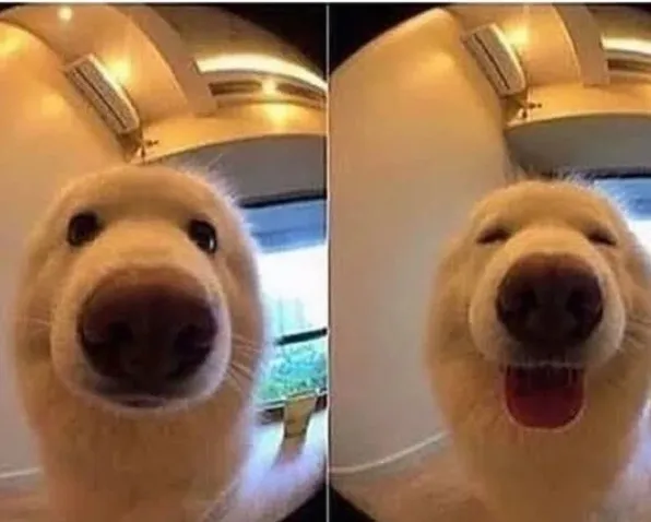 wholesome doggo 