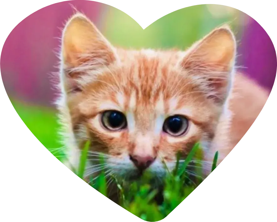 Image of a cat in the shape of a heart